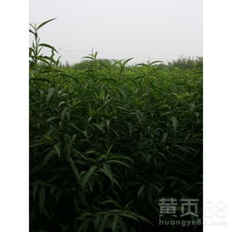 【批发桃树苗哪里有蜜桃桃树苗】- 