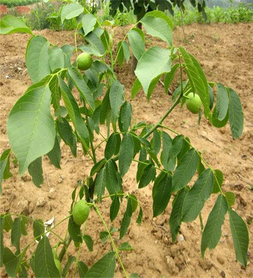 定西陕西韩城大红袍花椒树苗种植技术,大红袍花椒苗多少钱