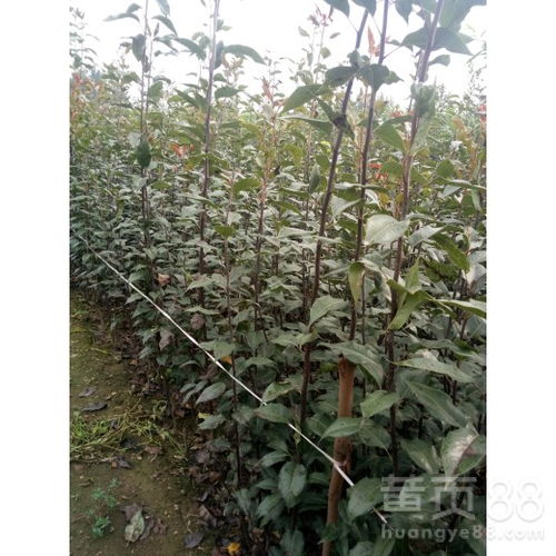 【玉露香梨树苗什么价注意事项1公分梨树苗价格、】- 