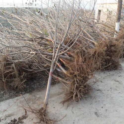 【陕西专业从事樱桃苗报价基地批发】-