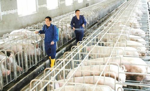 2021年的养殖风险很大,能学会这几个规避方法,才是重点工作
