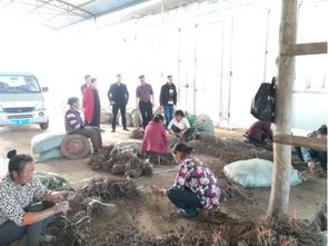县农业局到大地乡指导农业产业生产助推脱贫攻坚