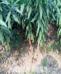 【桃树苗基地悦香蜜桃树苗多少钱一棵桃树苗】-