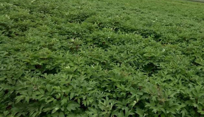 批发优质牡丹苗-油用牡丹种植技术指导-厂家直销牡丹苗价格-和庆堂药材种苗