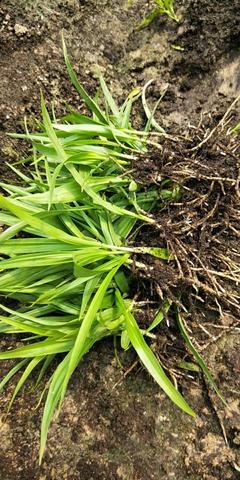[白芨种苗批发]陕西商洛山阳县白芨种苗 0.90元/棵纯紫花白芨 _ 一亩田