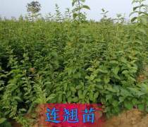 【淀粉鲜食型红薯品种-徐薯32(食五)】徐薯32(食五),价格,厂家,供应商,农作物种苗