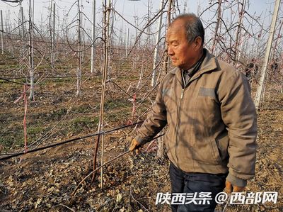 凤翔聚力发展优势主导产业 让致富路越走越宽