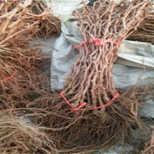 陕西礼泉建陵红提葡萄基地