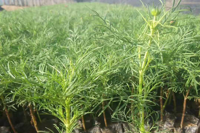 陕西波斯菊种苗种植产品大图