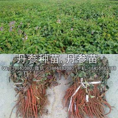 丹参苗,丹参种苗,紫丹参苗价格