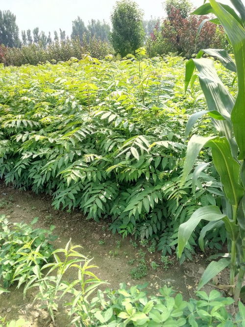 【山东供应当年可食用红油香椿地栽树苗味道香可储藏包成活】- 