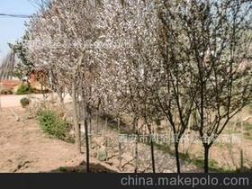 红叶树苗供应商,价格,红叶树苗批发市场 