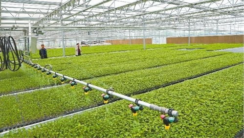 兴平 工厂化育苗智能温室年供优质种苗600万株