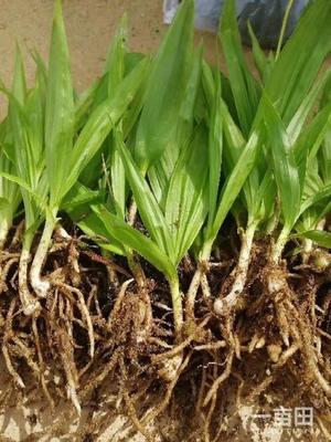 [白芨种苗批发]陕西商洛山阳县白芨种苗 0.90元/棵纯紫花白芨 _ 一亩田