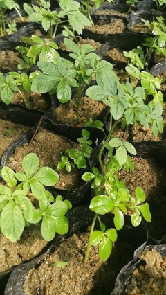陕西地区供应醉蝶花杯苗种苗容器苗观赏草花