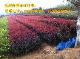 【供应西安营养钵红叶李、紫叶李、陕西丛生密枝红叶李】价格,厂家,其他种子种苗
