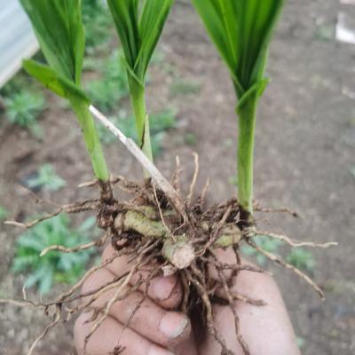 [白芨种苗批发]陕西商洛商州区白芨种苗 0.50元/棵自产自销, _ 一亩田