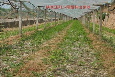 小果甜柿是一种什么植物 太秋甜柿简介