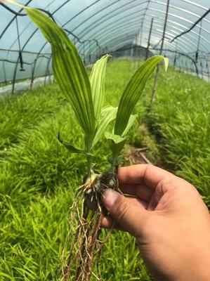 [三叉白芨种苗批发]陕西商洛商州区白芨种苗 9.80元/件样品通 _ 一亩田