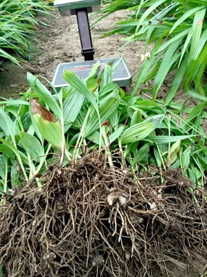 [白芨种苗批发]陕西商洛山阳县白芨种苗 0.06元/棵纯紫花白芨 _ 一亩田