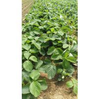 【陕西绿色草莓苗品种培育基地,甜查理草莓种苗价格,牛奶草莓价格图片】陕西绿色草莓苗品种培育基地,甜查理草莓种苗价格,牛奶草莓价格 - 泰安开发区惠民园艺中心