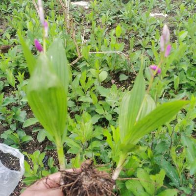 [白芨种苗批发]陕西商洛商州区白芨种苗 0.50元/棵自产自销, _ 一亩田
