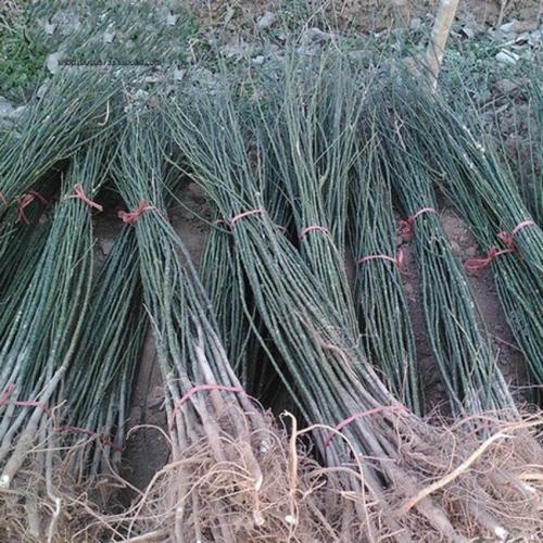 甘孜州无刺嫁接花椒树苗种植方法,韩城狮子头花椒苗成活率