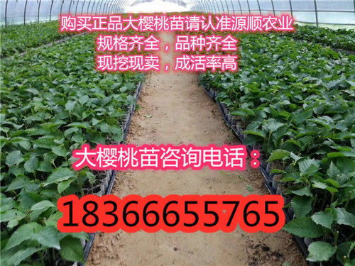 陕西鲁樱三号樱桃树苗价格
