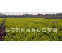 陕西营养钵苗木优质商家置顶推荐产品