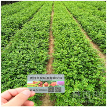 【陕西花椒苗基地批发花椒树苗价格】-