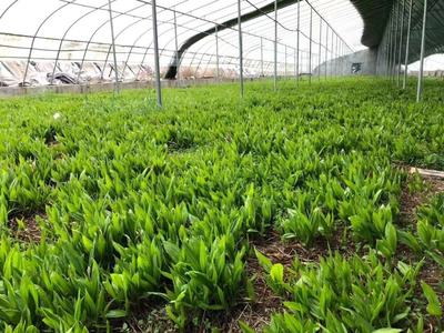 [三叉白芨种苗批发]陕西商洛商州区白芨种苗 9.80元/件样品通 _ 一亩田