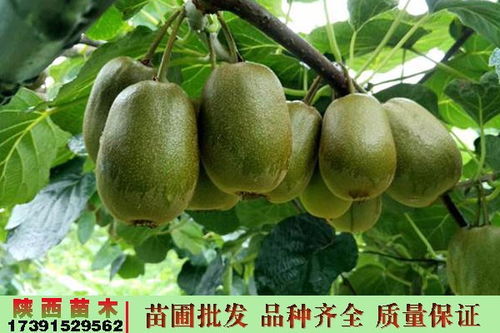 宝鸡眉县红阳猕猴桃的树苗猕猴桃苗厂家价钱陕西弥猴桃包邮