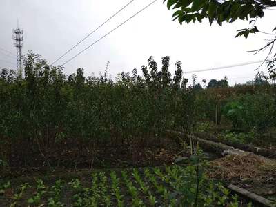 四川蜂糖李子树苗