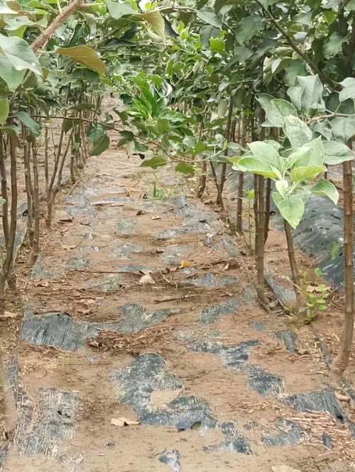 陕西梨树苗5公分新梨7号树苗量大质优