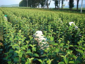 陕西苹果苗 陕西苹果苗基地