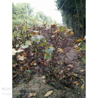 陕西西安陕西葡萄苗 占地苗 便宜的树苗 陕西果树苗 户太八号葡萄苗价格 中国供应商