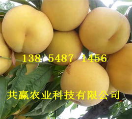 喜讯 河北唐山哪里有油蟠桃树苗亩产多少斤