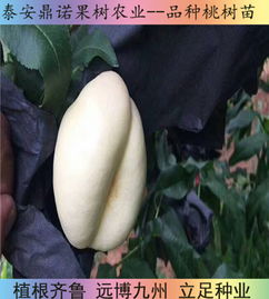 陕西7 5油蟠桃苗桃树苗直销早熟桃树苗品种
