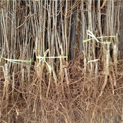 【陕西澳洲青萍苹果苗哪里有卖的】-