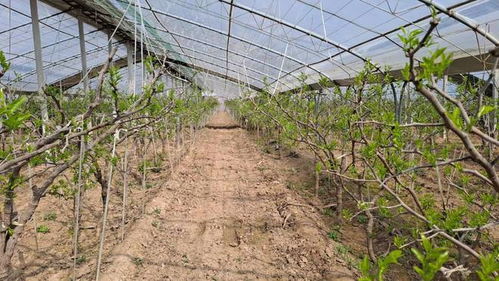 国家地理标志保护产品 陕西大荔冬枣大棚承载希望