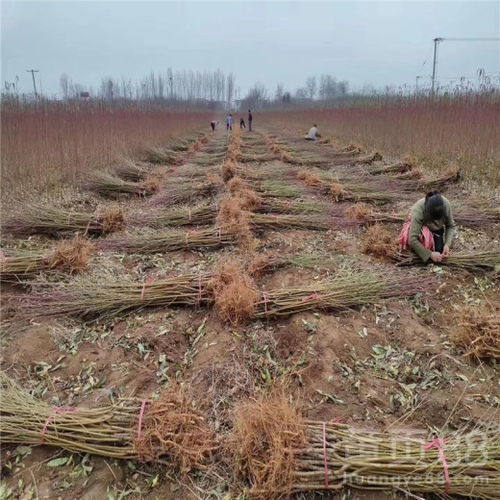 【油蟠7-7桃树苗、油蟠7-7桃树苗出售基地】- 