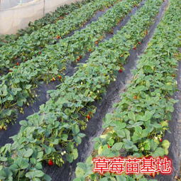 麻阳县 艳丽草莓种苗价格 新闻草莓苗价格