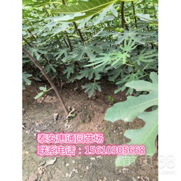 【陕西波姬红无花果苗成熟期是几月】-