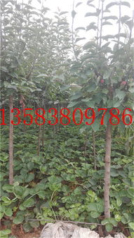 陕西阎良区 章姬草莓苗批发