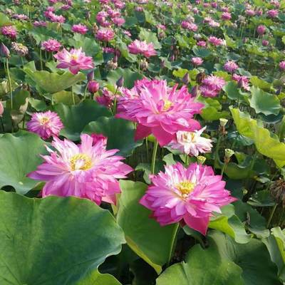 种植芦苇价格 陕西芦苇苗 宝鸡芦苇种苗 芦苇种植
