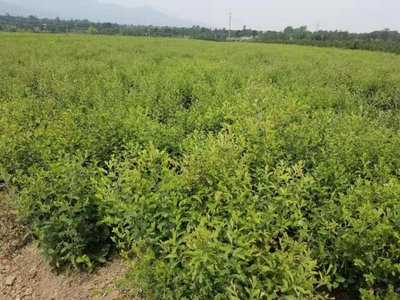 [苍术种苗批发]陕西咸阳杨陵区苍术种苗 0.68元/棵苍术种苗, _ 一亩田