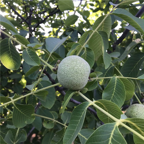 【早实核桃树苗出售早实核桃树苗价位】- 