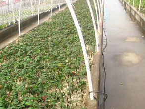 玫瑰克隆繁育及前景预测,中国植物网,克隆,克隆技术,育苗,工厂化育苗,育苗技术,植物,花卉,植物繁殖技术,植物快繁,植物非试管快繁技术,植物克隆,植物非试管高效快繁技术