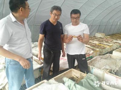 留坝:专家支招 产业发展有信心