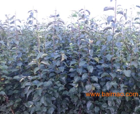 樱桃树苗批发–樱桃树苗厂家–樱桃树苗供应商